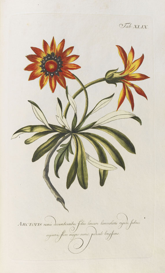 Philipp Miller - Abbildungen zum Gärtnerlexicon. 1768-82. 2 Bde. - Weitere Abbildung