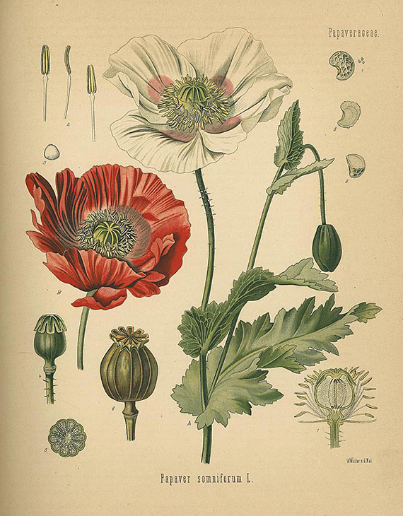 Hermann Adolf Köhler - Medizinal-Pflanzen. 1887. 4 Bde.