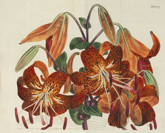 William Curtis - The Botanical Magazine. 46 Bde. 1787-1842