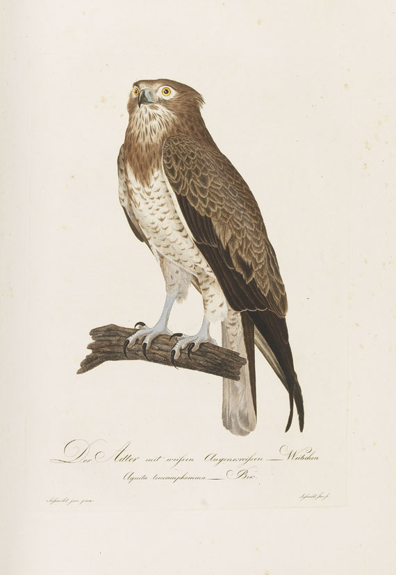 Johann Conrad Susemihl - Teutsche Ornithologie. 1800-1817. 2 Bde.. - Weitere Abbildung