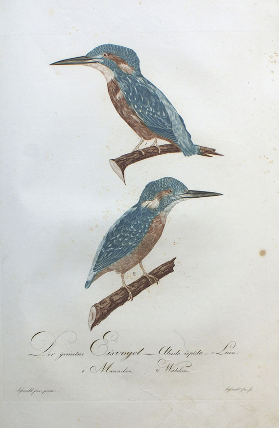 Johann Conrad Susemihl - Teutsche Ornithologie. 1805.