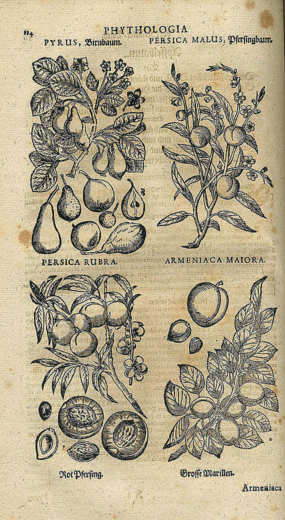 Johann J. Becher - Parnassus medicinalis illustratus. 1663.