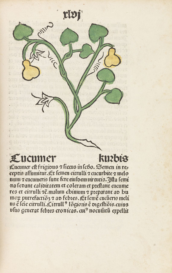   - Herbarius Patavie. 1485. - Weitere Abbildung