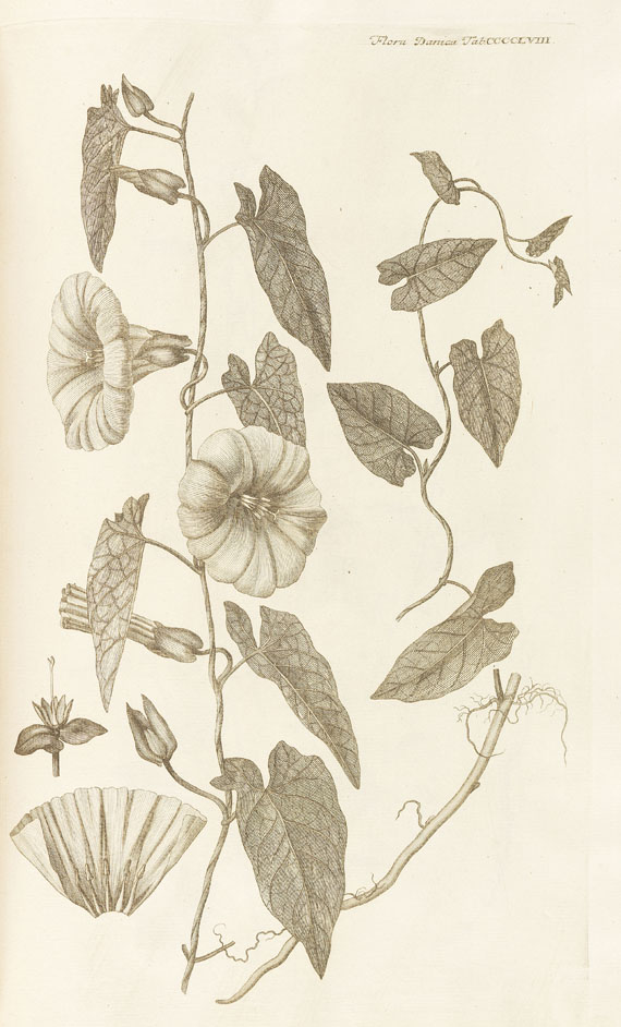 Flora Danica - Flora Danica. 1-10 Fasc. in 4 Bdn. 1761-77