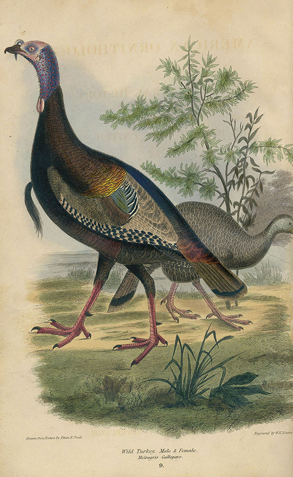 Alexander Wilson - American ornithology. 1832. 3 Bde.