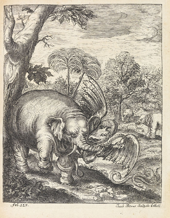 Petri von Hartenfels - Elephantographia curiosa. 1715. - Weitere Abbildung