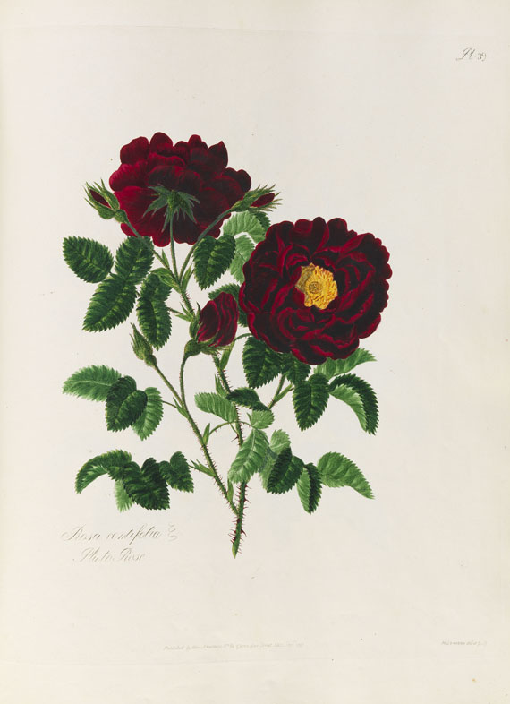 Mary Lawrance - A collection of roses. 1799.