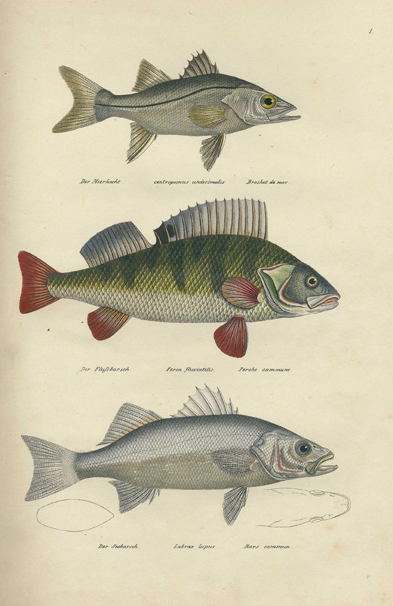 Heinrich Rudolf Schinz - Naturgeschichte und Abbildungen der Fische. 1836