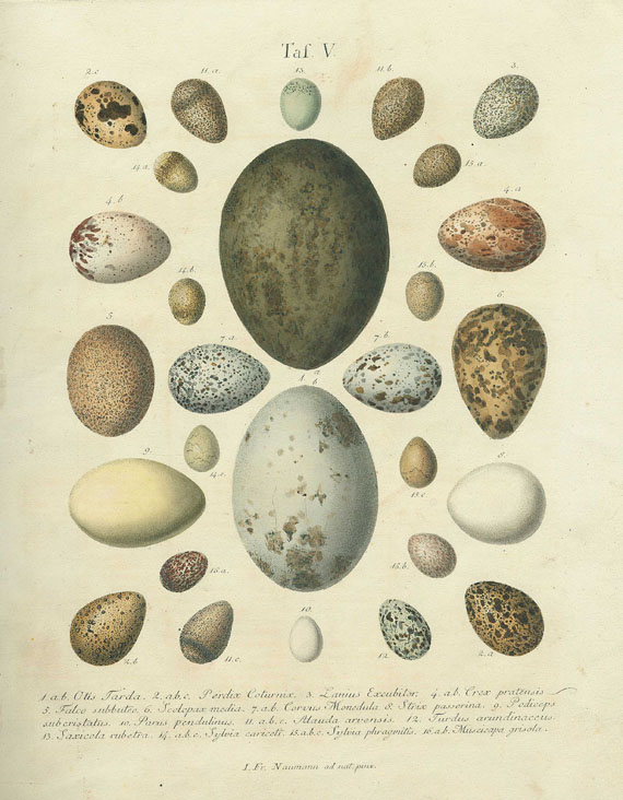 Johann Friedrich Naumann - Die Eier der Vögel Deutschlands. 3 Bde. 1818-1826