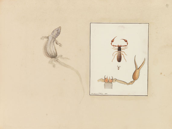 Spinnentiere - Album mit Darstellungen. Überwiegend Spinnen. 1829-30