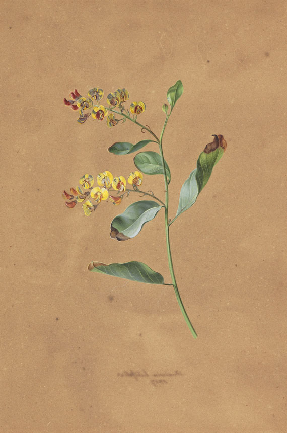 August Friedrich - Pflanzenstudie "Daviesia latifolia" - Die breitblättrige Bittererbse