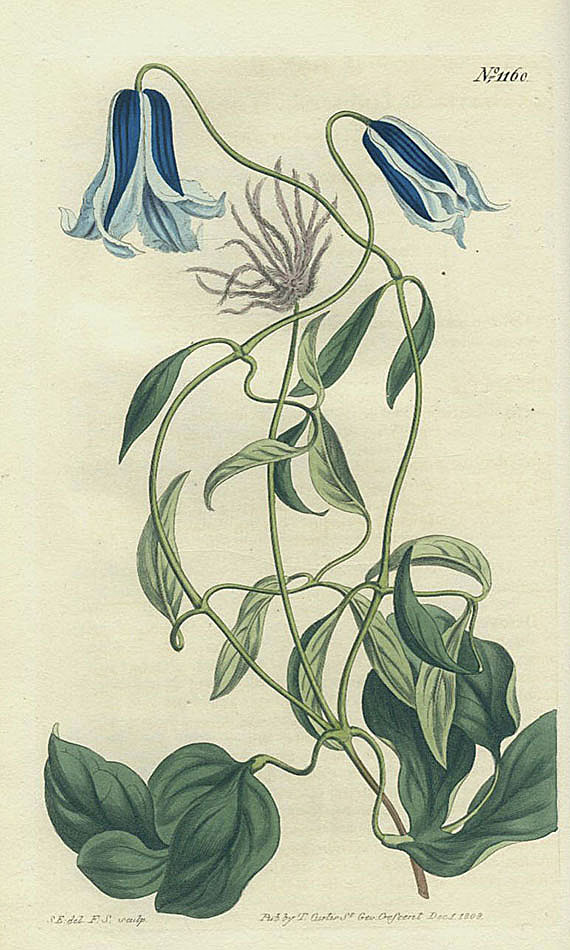 William Curtis - Botanical Magazine. 4 Bde.