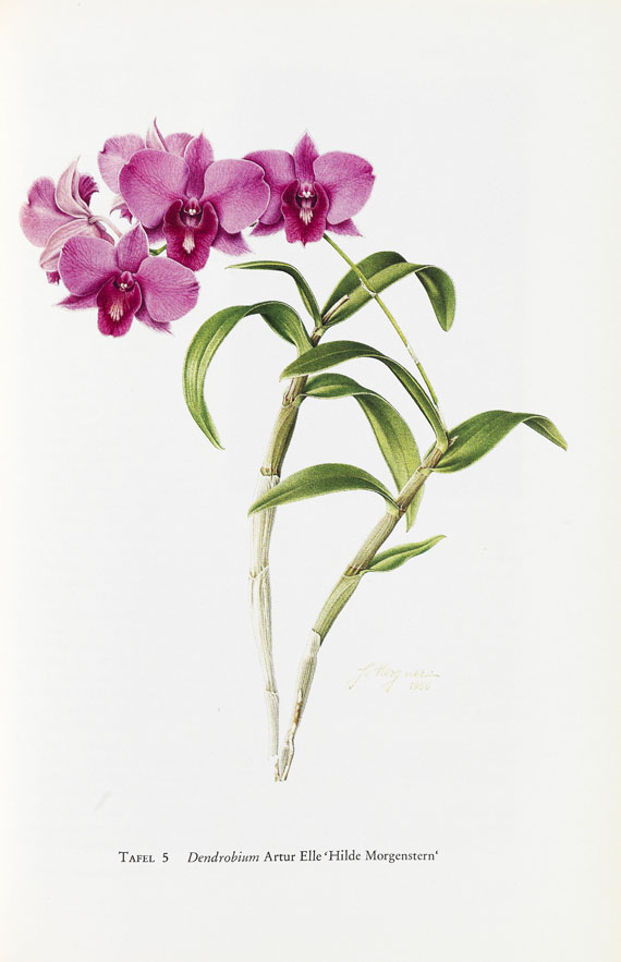 Rudolf Schlechter - Die Orchideen, 1987, 5 Bde. + 1 Bd. Die Orchideen, 1915