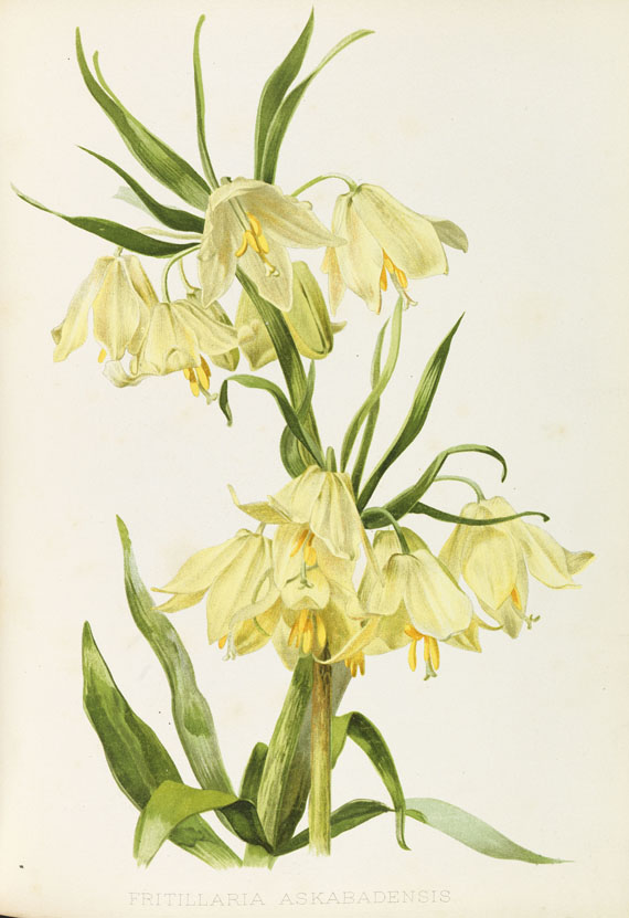 W. Robinson - Flora and Sylva. 1903-05. 3 Bde.