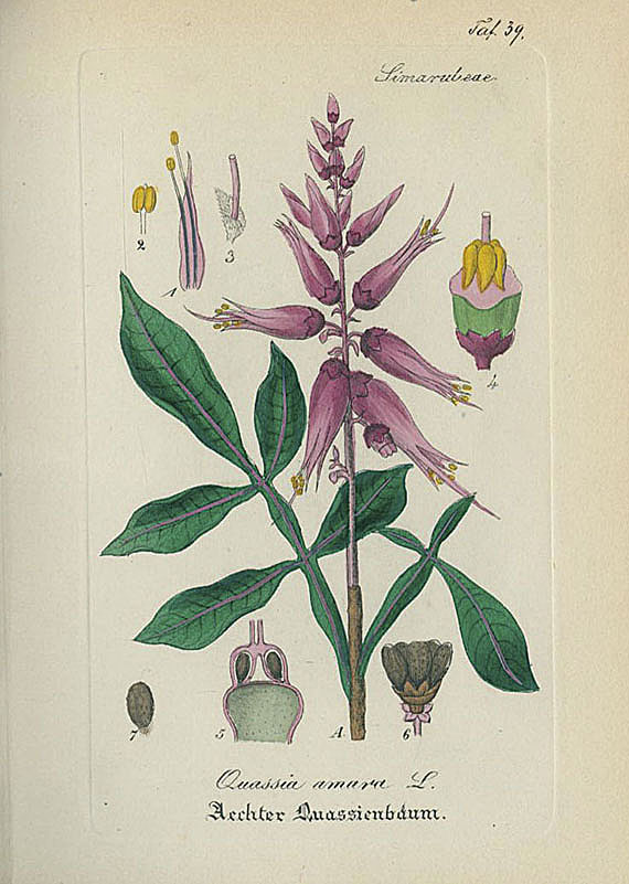   - Arzneipflanzen. 1827-76. 5 Bde.