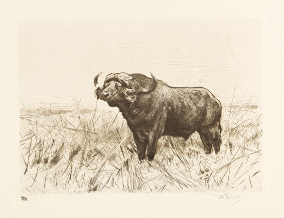 Wilhelm Kuhnert - 3 Bll.: Ruhende Löwen. Afrikanisches Nashorn. Elch