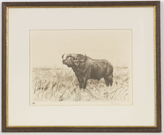 Wilhelm Kuhnert - 3 Bll.: Ruhende Löwen. Afrikanisches Nashorn. Elch - Rahmenbild