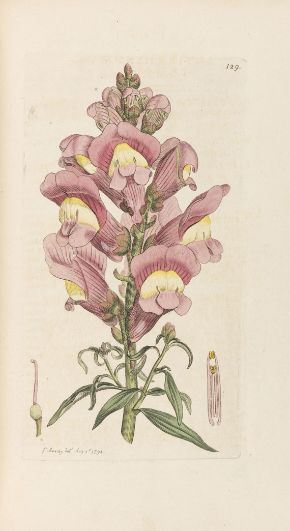 James Sowerby - English botany. 36 Bde.