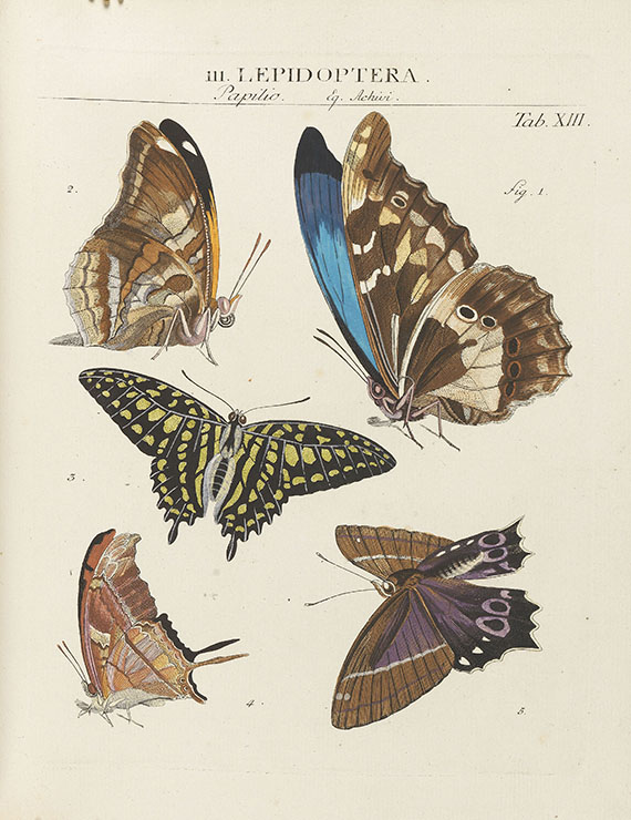 Johann Heinrich Sulzer - Geschichte der Insecten