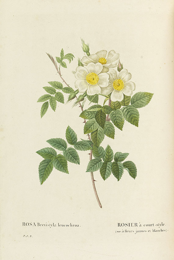 Pierre Joseph Redouté - Les Roses, 3 Bde. 2. Oktavausgabe 1828-29. - Weitere Abbildung