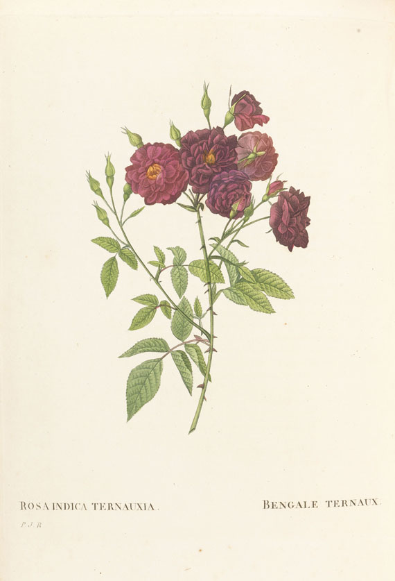 Pierre Joseph Redouté - Les Roses, 3 Bde. 2. Oktavausgabe 1828-29. - Weitere Abbildung