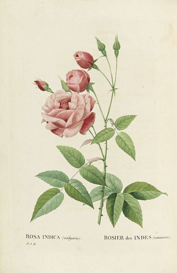 Pierre Joseph Redouté - Les Roses, 3 Bde. 2. Oktavausgabe 1828-29.