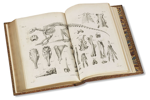Georges Cuvier - Recherches sur les ossemens fossiles. 7 Bde. - Weitere Abbildung