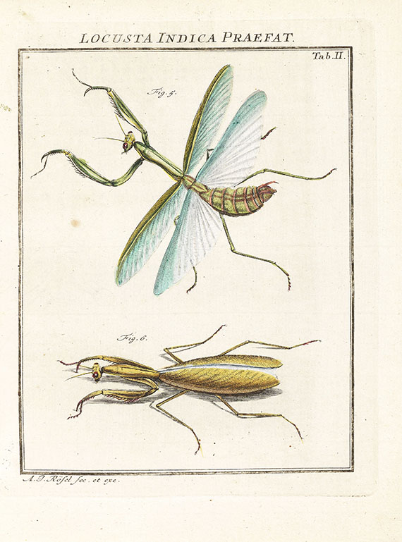 August Johann Rösel von Rosenhof - Insecten-Belustigung, 4 Bde., dazu Kleemann, Beyträge zur Naturgeschichte, 2 Bde. in 1, zusammen 5 Bde. - Weitere Abbildung