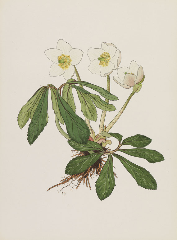 Josef Weisz - Blumen der Alpen. 4 Mappen