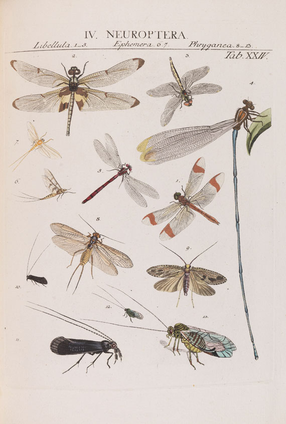 Johann Jacob Roemer - Genera insectorum - Weitere Abbildung