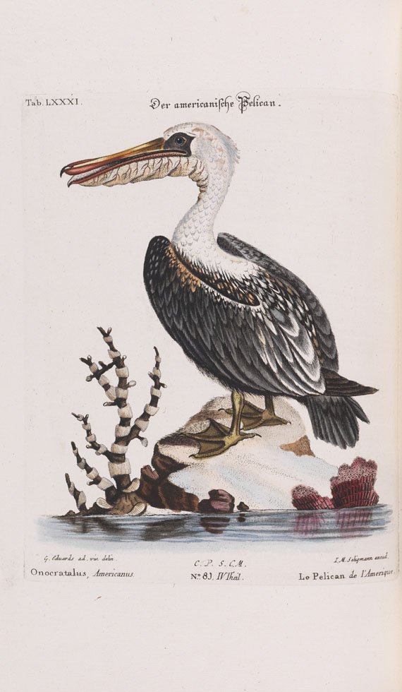 Johann Michael Seligmann - Sammlung seltener Vögel