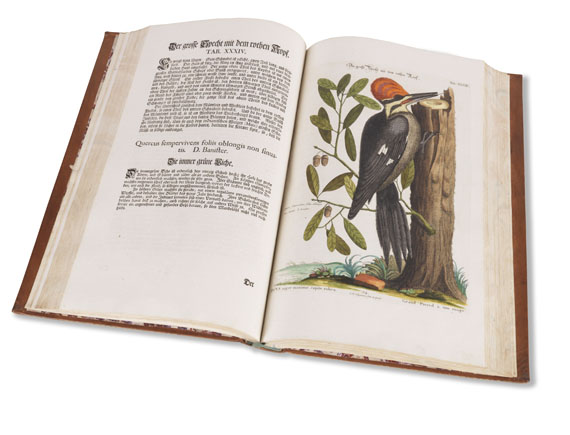 Johann Michael Seligmann - Sammlung seltener Vögel - Weitere Abbildung