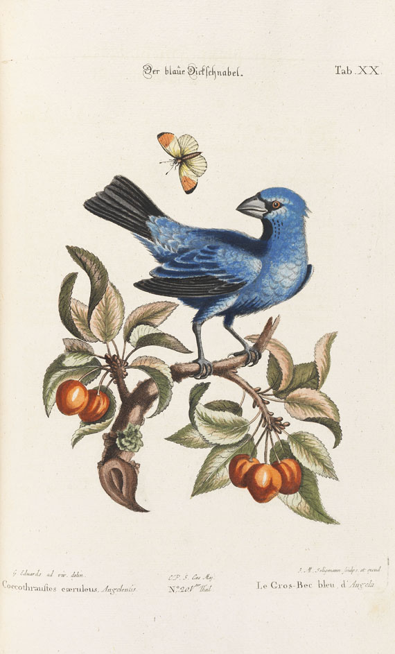 Johann Michael Seligmann - Sammlung seltener Vögel