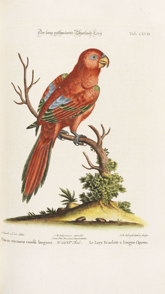 Johann Michael Seligmann - Sammlung seltener Vögel - Weitere Abbildung