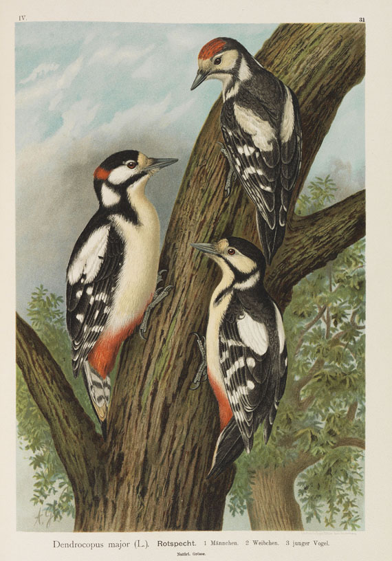 Johann Friedrich Naumann - Naturgeschichte der Vögel. 12 Bände