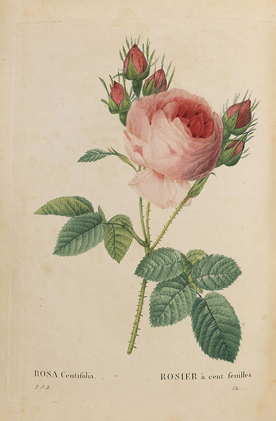 Pierre Joseph Redouté - Les roses. 3 in 2 Bänden - Weitere Abbildung