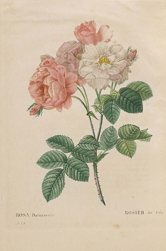 Pierre Joseph Redouté - Les roses. 3 in 2 Bänden - Weitere Abbildung