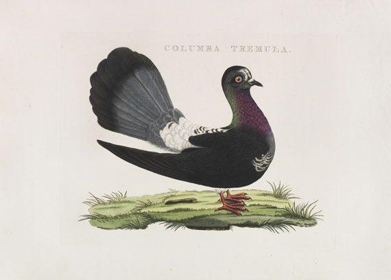 Cornelius Nozeman - Nederlandsche vogelen. 5 Bände, ungebunden in Kassetten - Weitere Abbildung