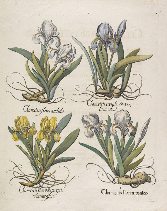 Basilius Besler - 4 Kupferstiche (Chamaeis/Ocimum/Primula/Sparganium)