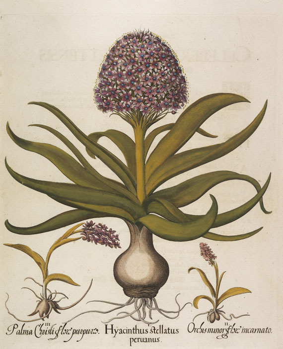 Basilius Besler - 4 Kupferstiche (Hyacinthus stellata/bistorta major/Hornium/Aquilegia)