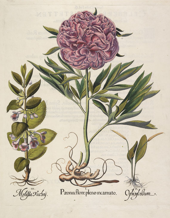Basilius Besler - 4 Kupferstiche (Paeonia flore pleno/Iris bulbosa/Tripolium/Arba Judea)