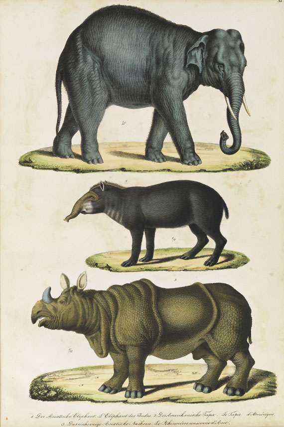 Heinrich Rudolf Schinz - Abbildungen aus der Naturgeschichte
