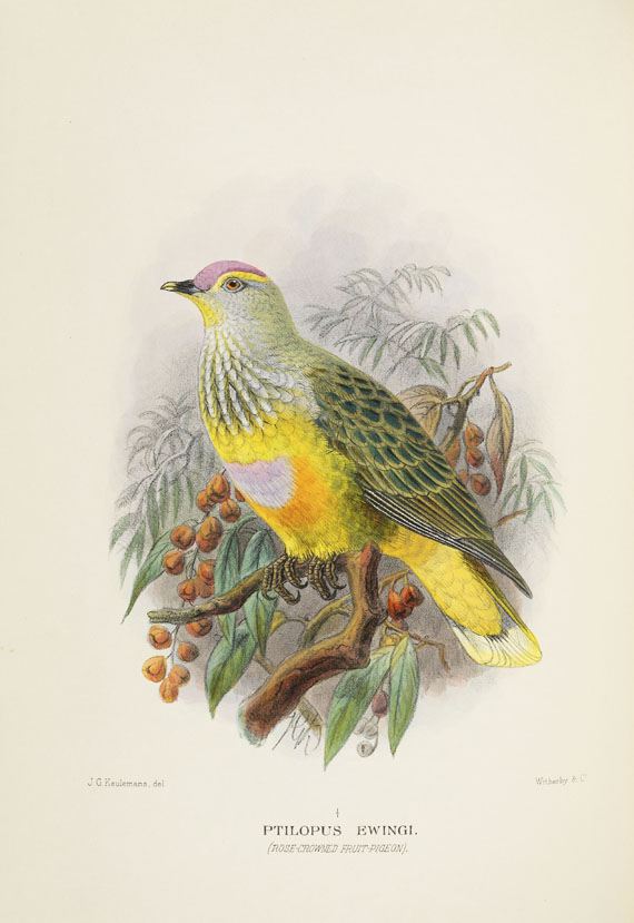 Gregory McAlister Mathews - Birds of Australia. 12 Bände - Weitere Abbildung