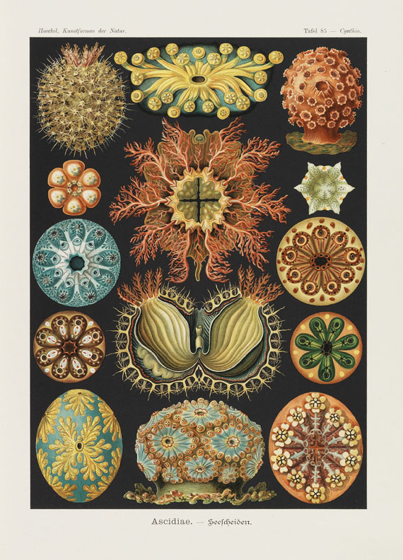 Ernst Haeckel - Kunst-Formen der Natur, 11 Lieferungen in 2 Mappen - Weitere Abbildung
