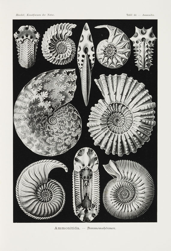Ernst Haeckel - Kunst-Formen der Natur, 11 Lieferungen in 2 Mappen