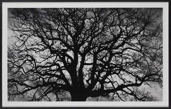 Robert Longo - Untitled (Tree) - Rahmenbild