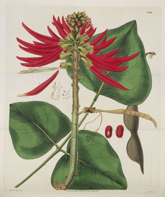 William Curtis - Botanical Magazine, Bd. 1-53 in 40 Bänden - Weitere Abbildung