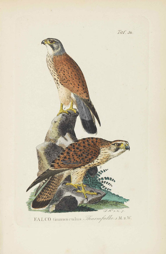 Johann Andreas Naumann - Naumanns Naturgeschichte der Vögel. 15 Bände - Weitere Abbildung