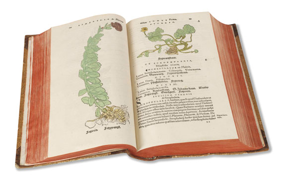 Otto Brunfels - Herbarum vivae eicones - Weitere Abbildung