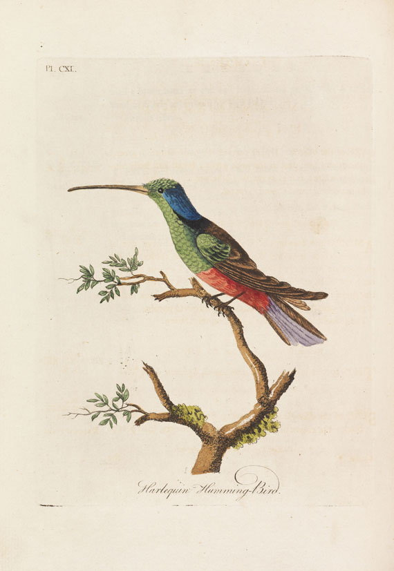 John Latham - A general Synopsis of Birds - Weitere Abbildung